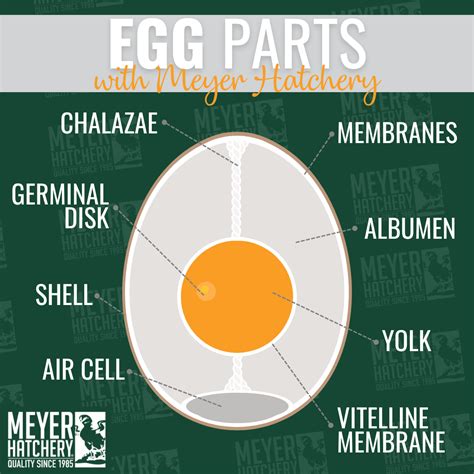 Anatomy Of A Egg