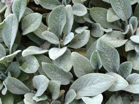 Silvery Leaves Plants