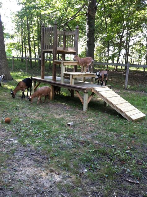 Dog playground, Goat playground, Pigmy goats