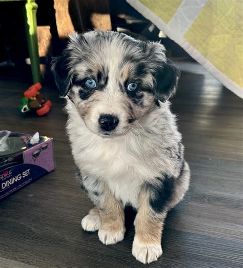 Blue Merle Australian Shepherd
