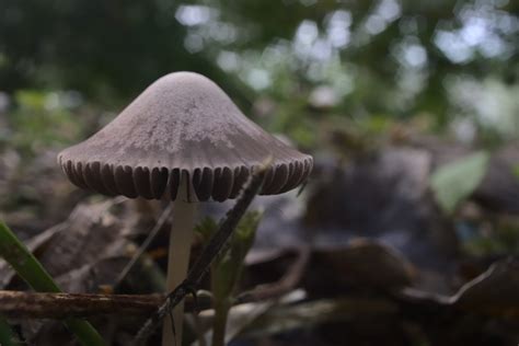 aar's log » De groene wal in Gouda