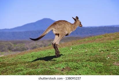 Hopping Kangaroo Pattern 的图像结果