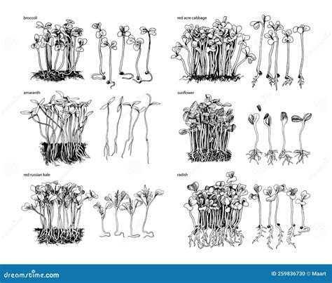 6 Monochrome Hand Drawn Fresh Microgreens Sprouts Vector Illustration ...