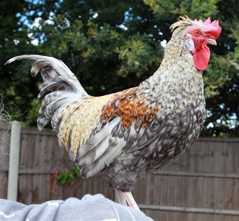 Cream Legbar For Sale | Chickens | Breed Information | Omlet