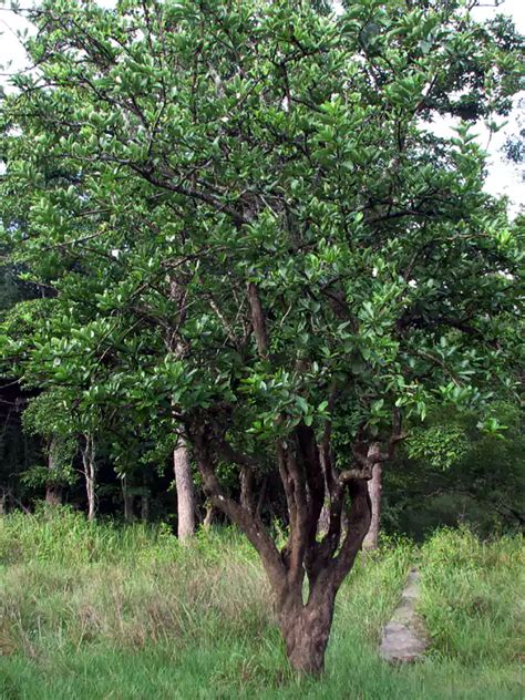 Crateva religiosa, Neermathalam, Mavulangam, Garlic Pear Tree, നീർമാതളം ...