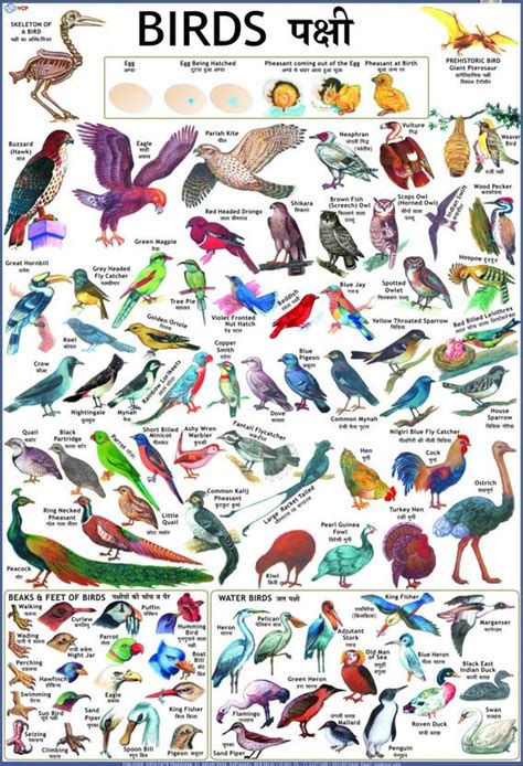 Birds Chart for Children Paper Print - Children posters in India - Buy ...