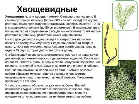 Хвощевидные растения схема - красивые картинки и обои на рабочий стол