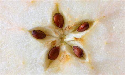 Apple Seeds Growing