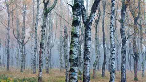 Germany European White Birch Autumn – Bing Wallpaper Download