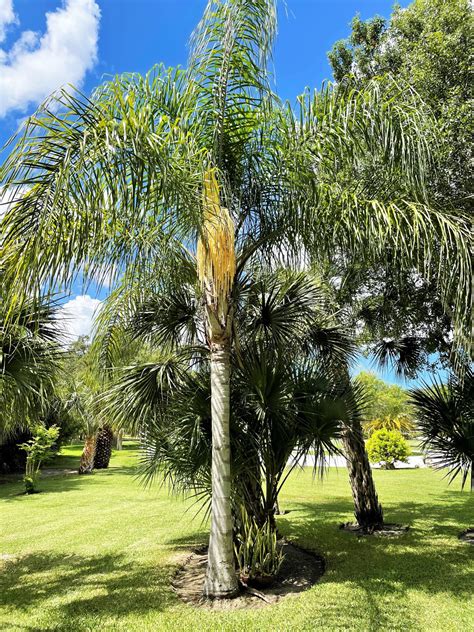 Queen Palm