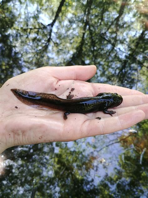 Eastern Tiger Salamander Larvae