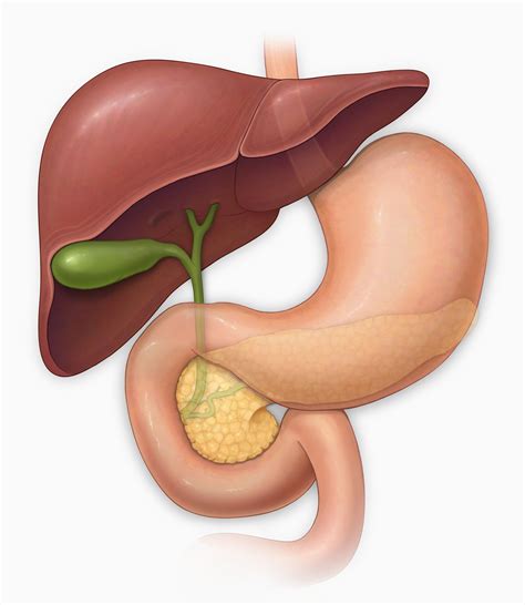 Bile Duct Cancer Symptoms and Treatment