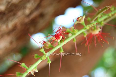 Barringtonia acutangula | Freshwater Mangrove