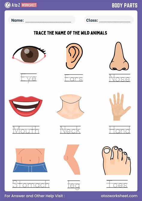 11+ Free Printable Body Parts Worksheet for Kindergarten and Class 1 ...