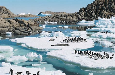 Antarctica - Flora, Fauna, Ecosystems | Britannica