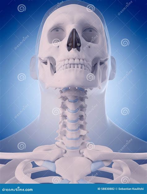 Bones of the neck stock illustration. Illustration of transparent ...
