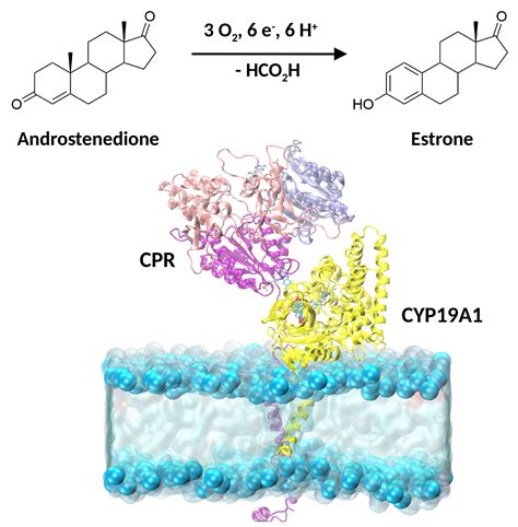Catalysts | Free Full-Text | The Catalytic Mechanism of Steroidogenic Cytochromes P450 from All ...