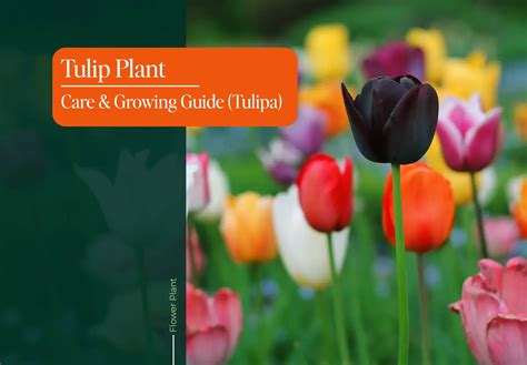 Tulip Plant Care & Growing Guide (Tulipa)