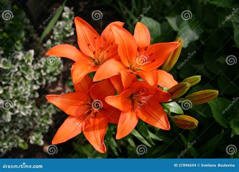 Lilium bulbiferum stock photo. Image of plant, lily, flower - 37896694