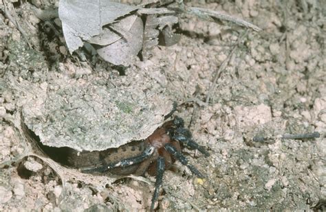 Uncovering The Earliest Known Spider In Fossil History