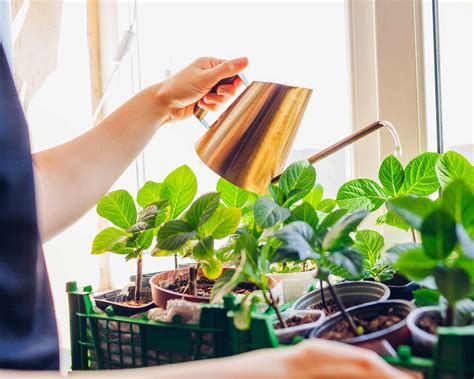Propagating Hydrangeas 的图像结果