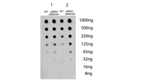 Anti-DNA-RNA Hybrid Antibody, clone S9.6 | MABE1095