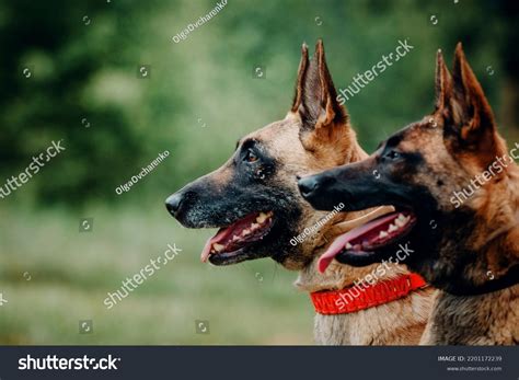 Working Malinois Dog Belgian Shepherd Dog Stock Photo 2201172239 ...