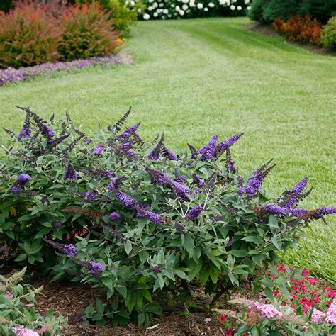 Pugster Blue® Butterfly Bushes for Sale | FastGrowingTrees.com