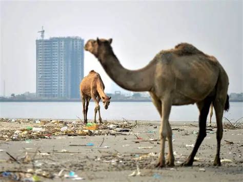 Pakistani islands' mangroves threatened by concrete jungle - Bundle ...
