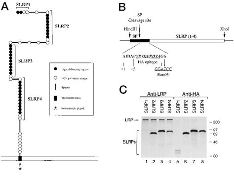 Image result for Slrp Connection