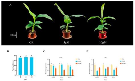Genome-Wide Identification and Expression Analysis of DWARF53 Gene in ...