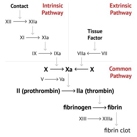 Image result for Coagulation Pathway Explained