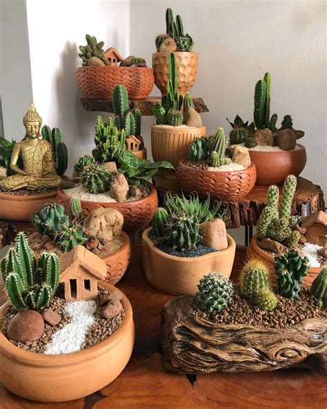 The No-Nonsense Guide to Keeping Your Cacti Alive (and Actually Happy)