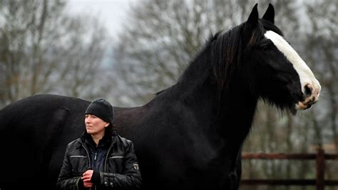 Black Clydesdale