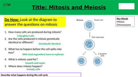Free Lesson Biology Cell Divison 的图像结果