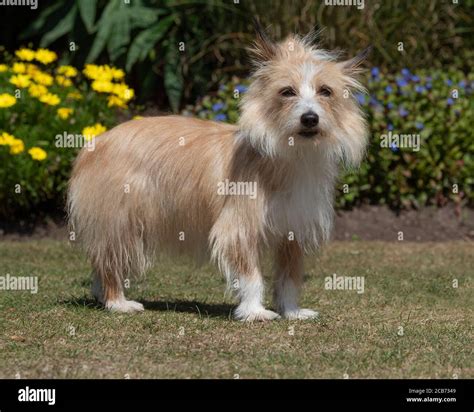Portuguese Podengo pequeno dog Stock Photo - Alamy