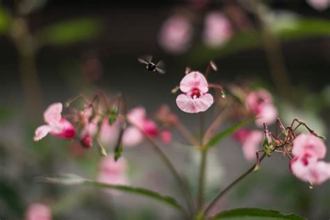 Image result for Back Yard EOS Tutorial