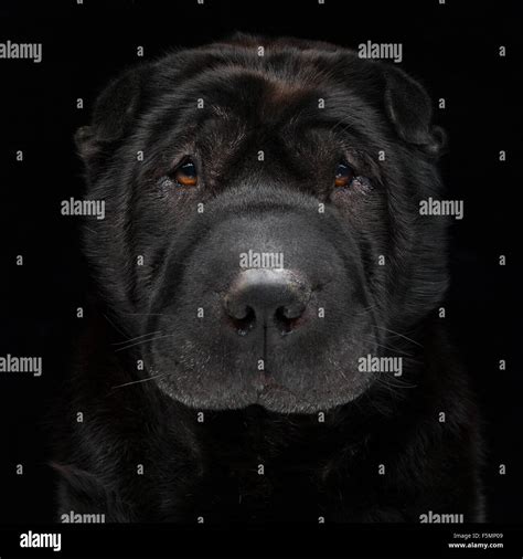 Black Shar Pei High Resolution Stock Photography and Images - Alamy