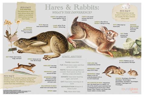 Difference Between Rabbit And Hare