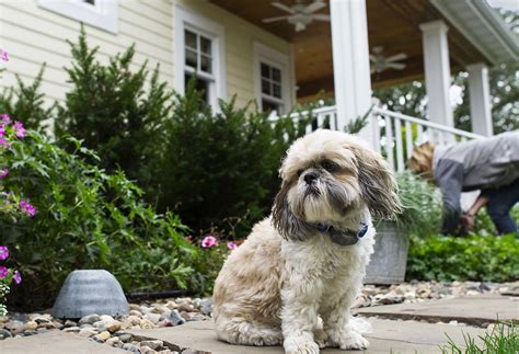 Image result for Invisible Fence Training Tutorial