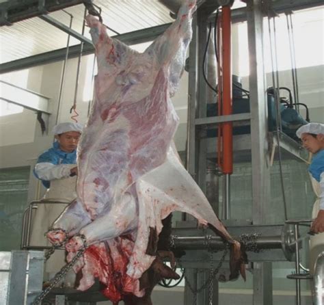 Hydraulic Cattle Skin Removal Machine Cow Peeling Machine For ...