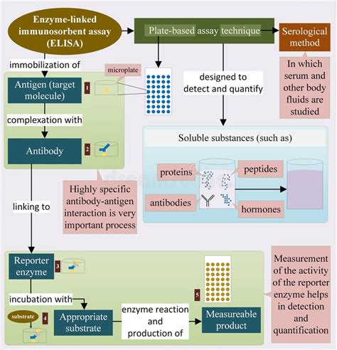 Image result for Elisa Method