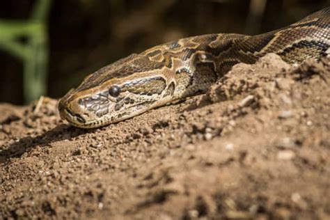 Image result for Largest African Rock Python