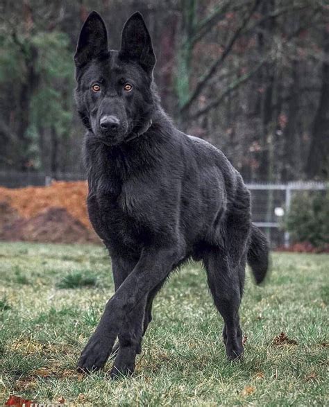 Fully black german shepherd – Artofit