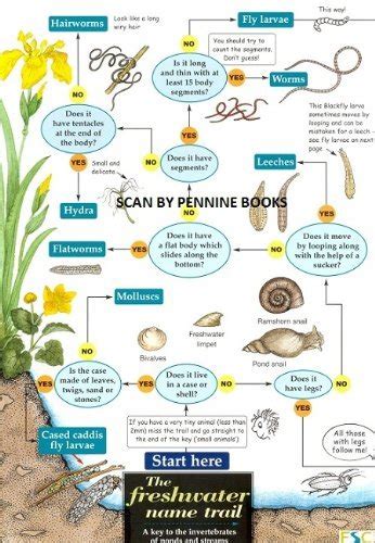 Buy The Freshwater Name Trail: A Key to Invertebrates of Ponds and ...