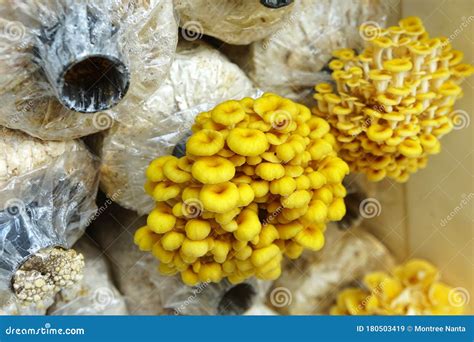 The Cultivation of Golden Oyster Mushroom in Organic Farm. Yellow ...