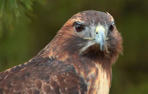 Wallpaper look, bird, predator, bird, predator, Hawk, hawk for mobile ...