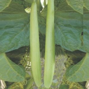 UGRA Smooth Sponge Gourd Tori Seed Price in India - Buy UGRA Smooth ...
