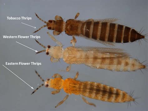 Onion Thrips | Wisconsin Vegetable Entomology