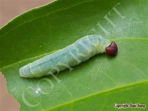 Image result for Butterfly Larvae